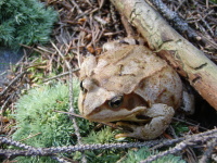2.8.2012 - Lesní žába na procházce